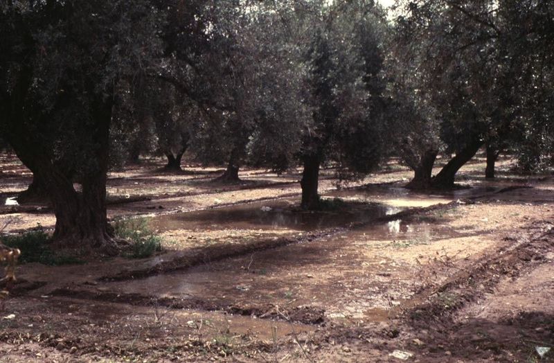 The upshot: olive groves.