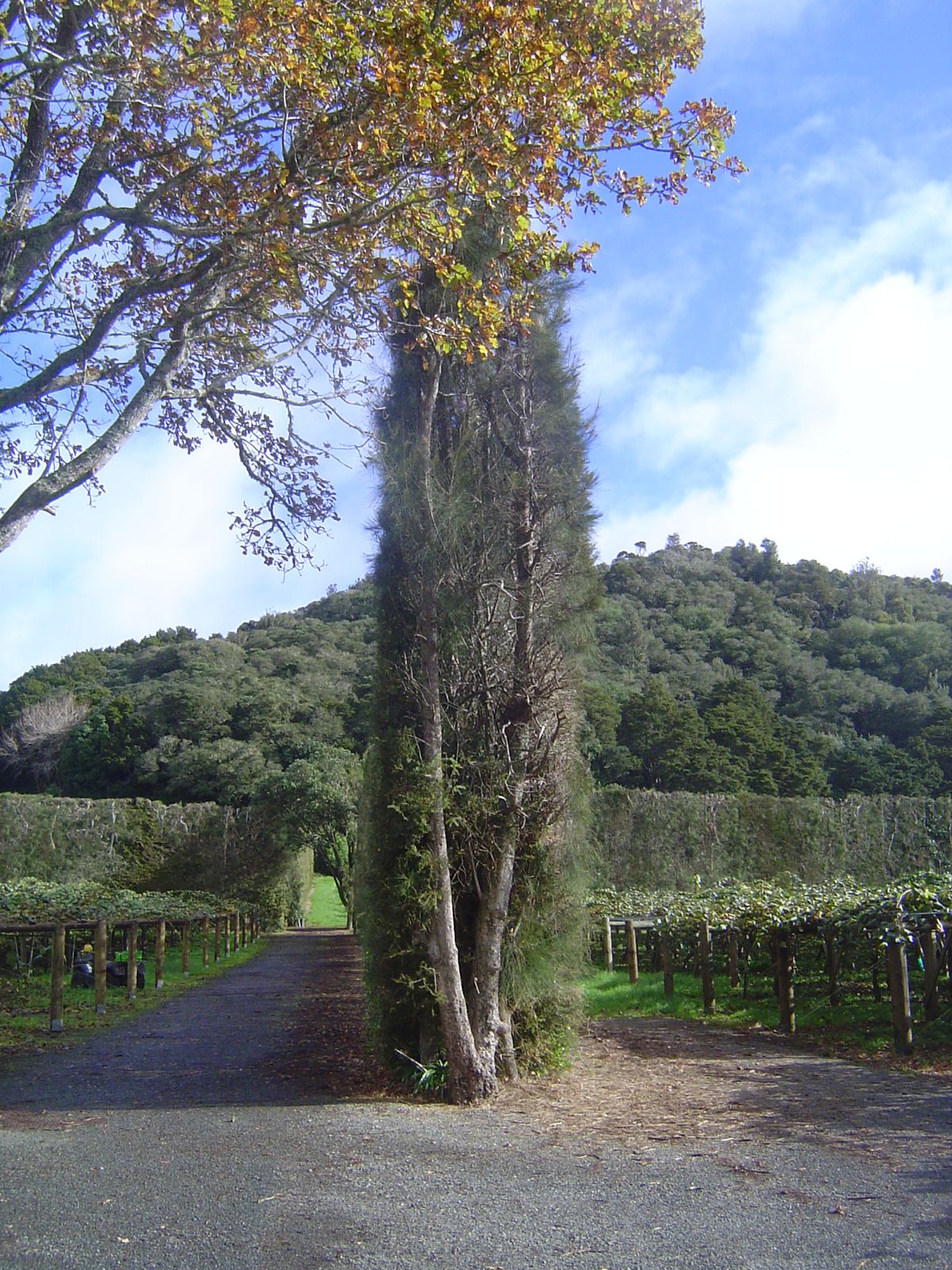 There are some handsome, well-established vineyards hereabouts.