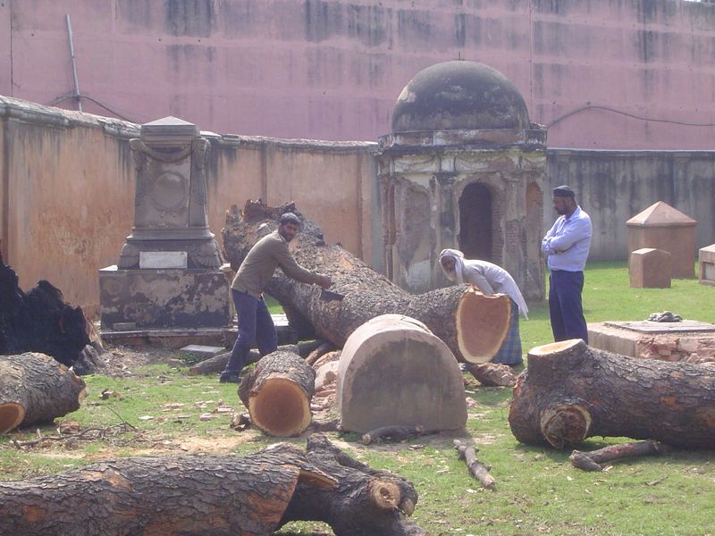 Wonder no more: the two men are removing what appears to be an old, old mango. Let's hope it was dead. The domed tomb may well be that of Th