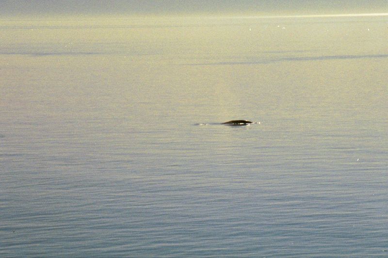 Perhaps you can make out the spray; it was certainly audible as the whale rose and sank, minute by minute.