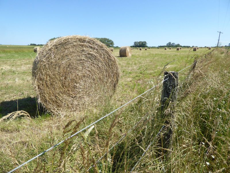 Cattle still graze, but most of the land is in crops, in this case hay in round bales.