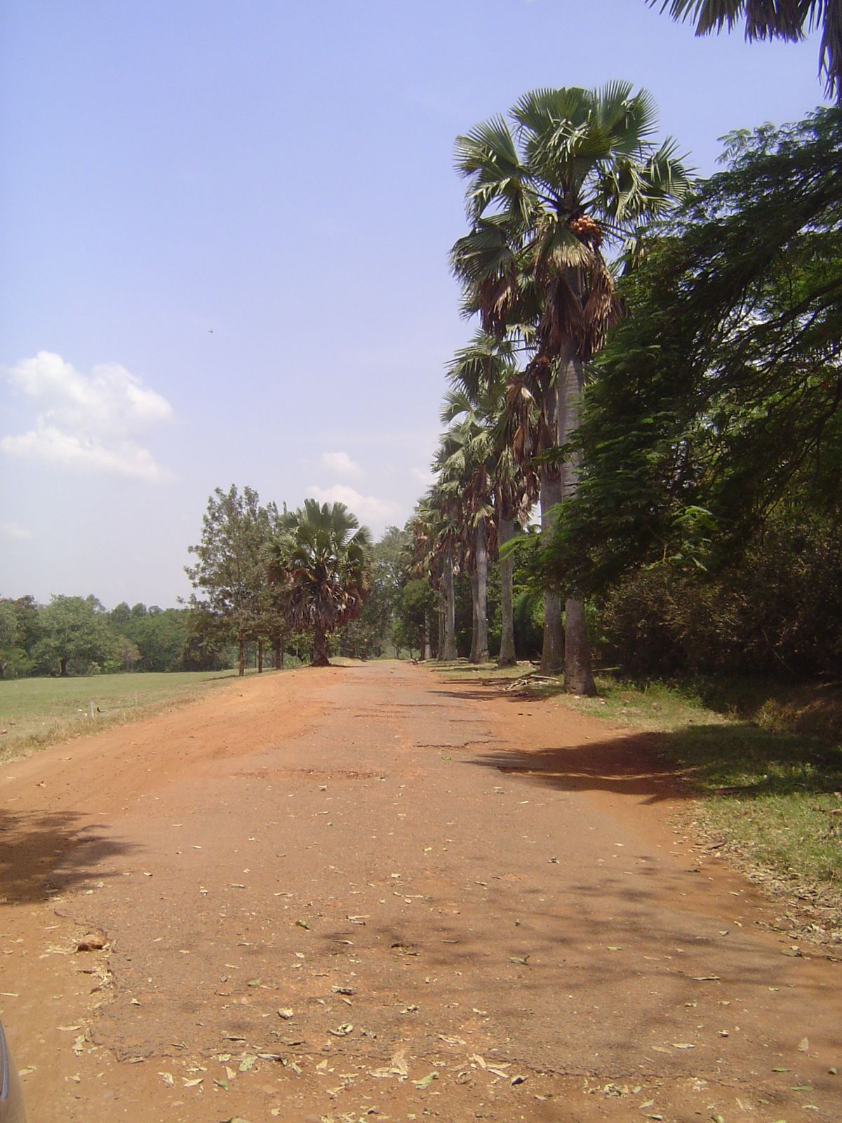 Nile Crescent runs at the top edge of the golf course. Several palms seem to have gone to their maker; the paving is shot.