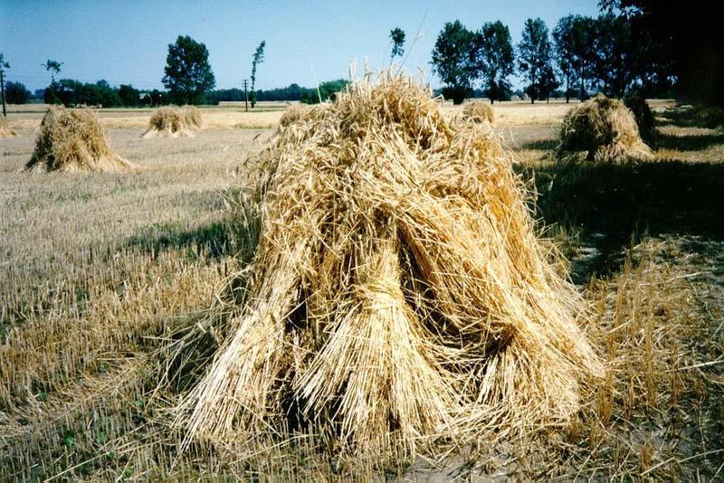 No combines here: sheaves in shocks. There's a word you don't hear much in the United States these days. Of course that's because you no lon