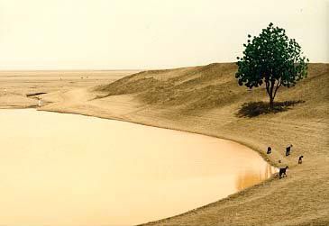A hafir, or constructed pond, at the unirrigated southwestern corner of the Gezira. The traditional crop here was rainfed sorghum, eaten as 