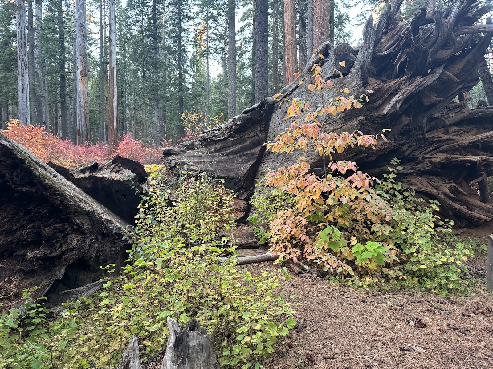 The Calaveras tunnel tree fell down in 2017.