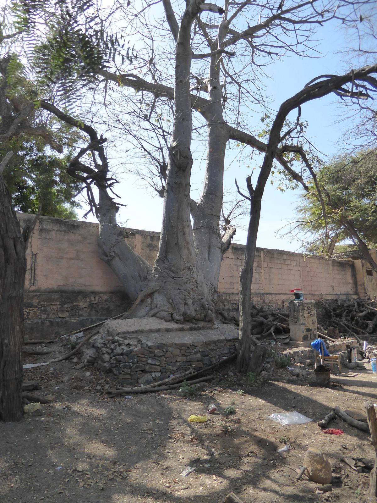 It's linked to this tree.