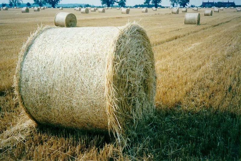 Hard to believe: round bales in Ye Merrie Olde England.