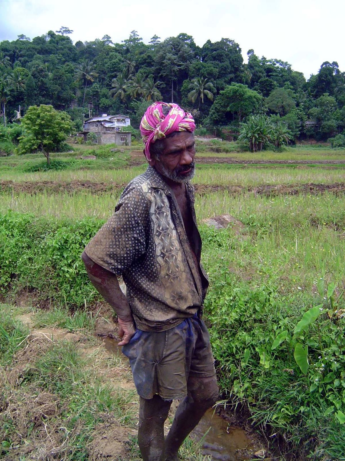 Too old to grow vegetables. That was his explanation for choosing paddy, whose weeding requirements are minimal.