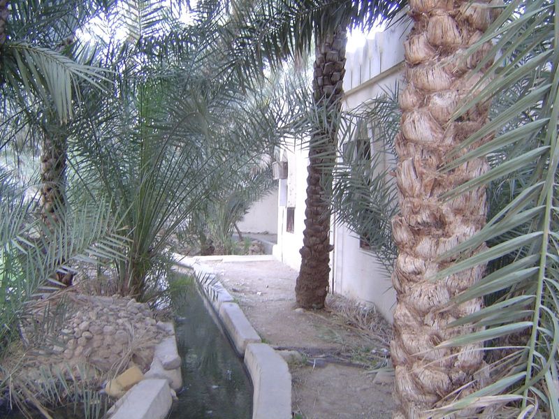 We're in the palm groves of Mazara now.