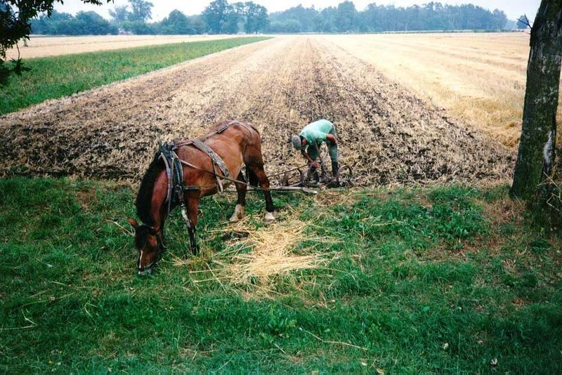 Poland's leading agricultural-research institute has long been at Pulawy, southeast of Warsaw and on the Vistula. Yet not far away, on the r