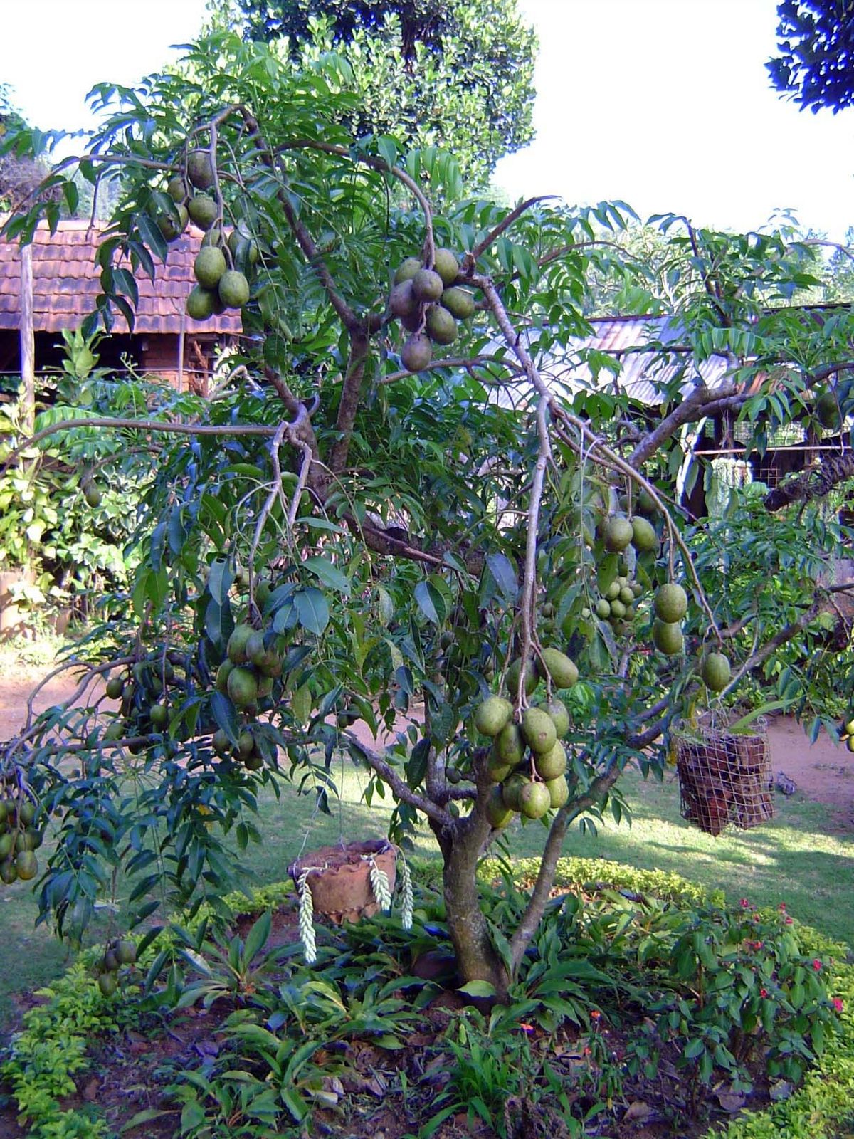 Tropical fruits, like this mango, are everywhere.
