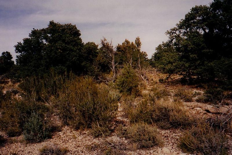 The Coconino Plateau surface rises, precipitation declines, and vegetation is dwarfed.
