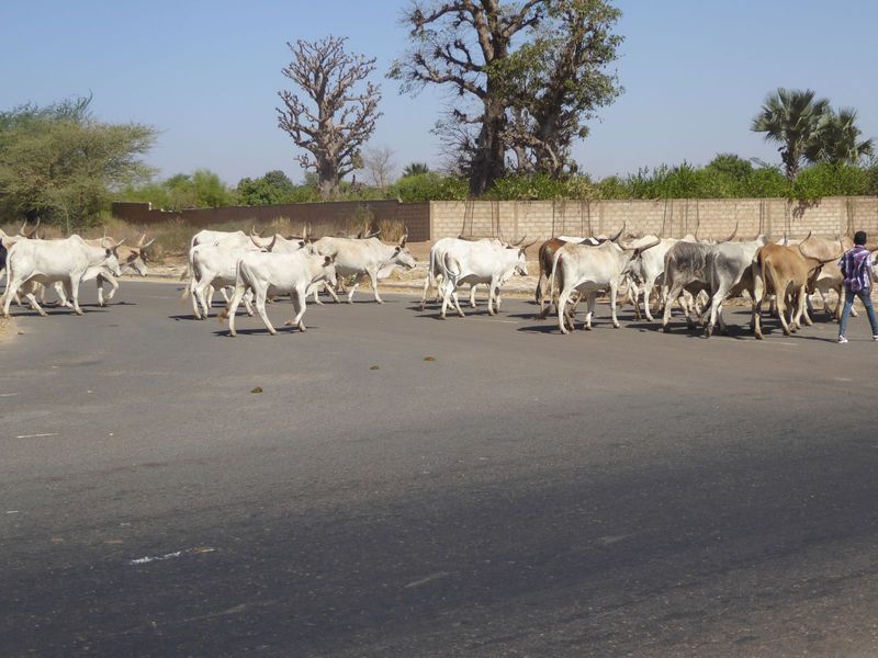 Herds drift by.