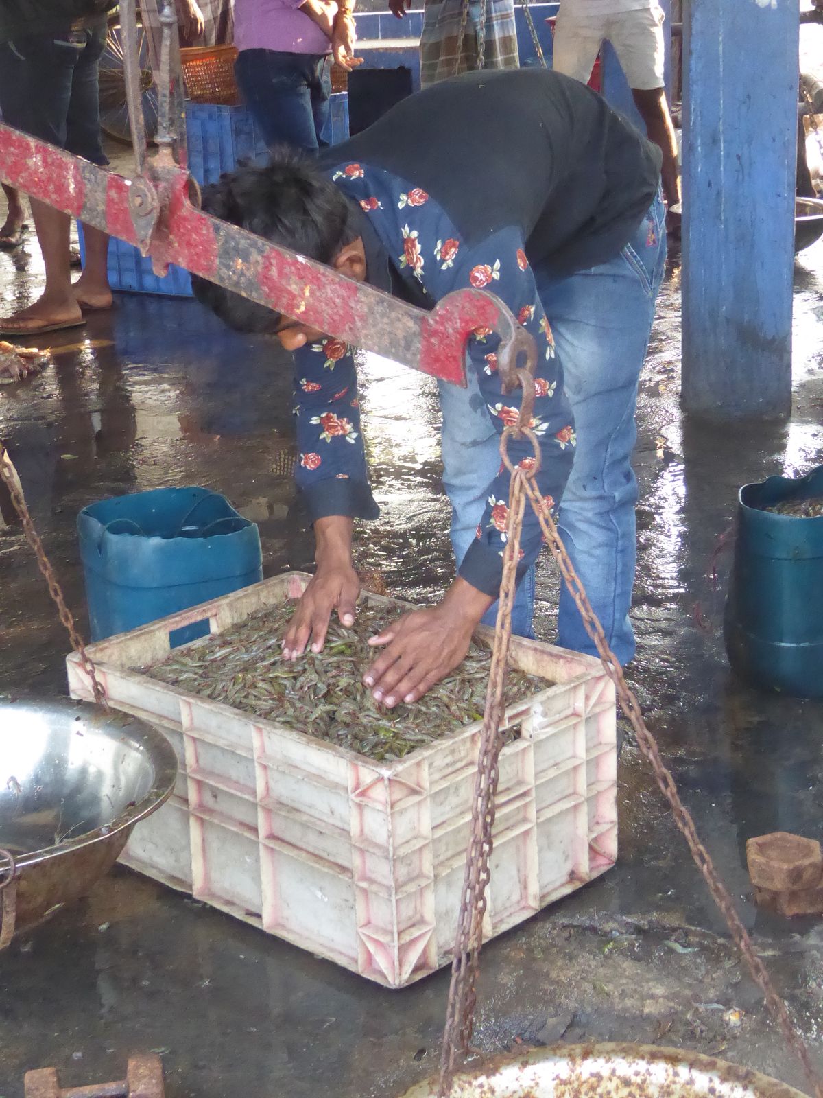Shrimp on their way to a fiery curry.