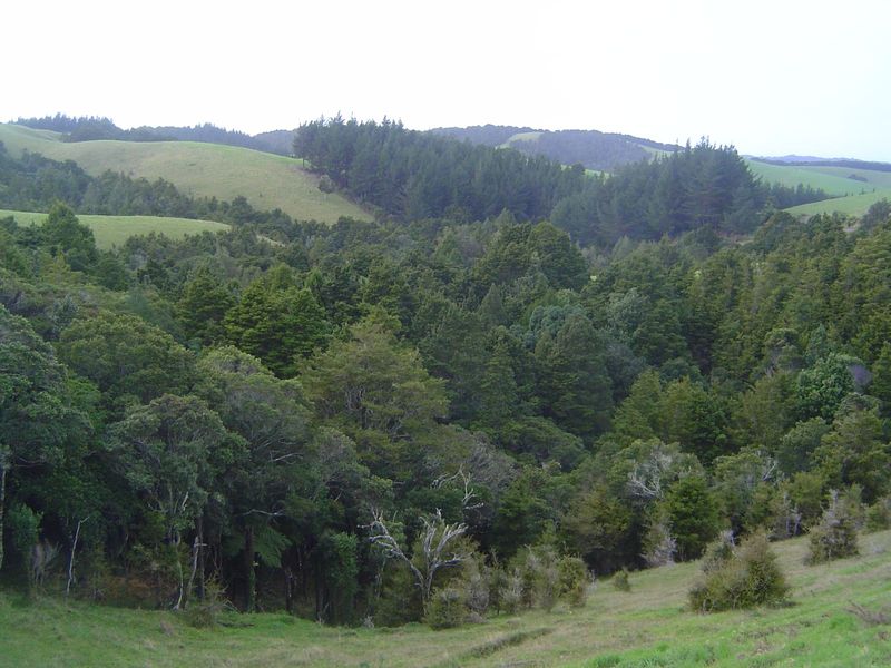 Mostly the countryside is forest and pasture.