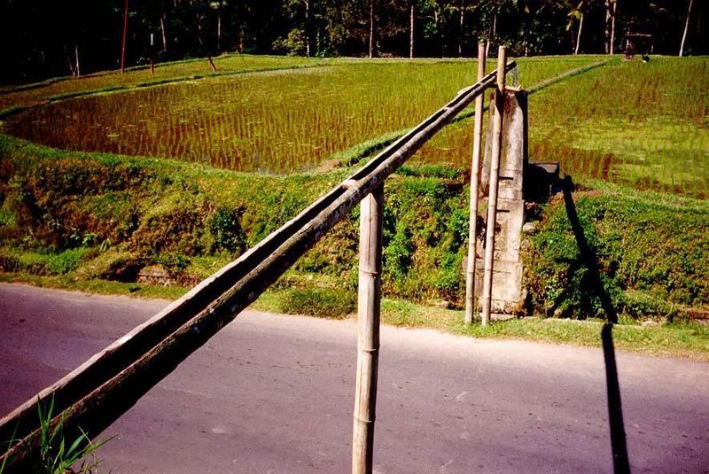 Here, water is brought across a main road in a hollowed-out palm log, from which it cascades off into the paddies on the far side.