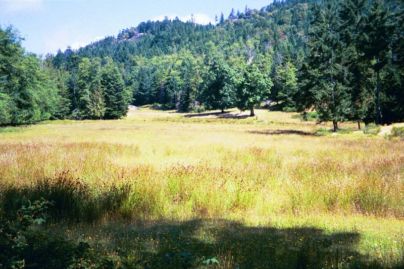 A pretty typical contrast: coast forest and sheep pasture. The forest is all secondary or tertiary: century-old stumps suggest a more toweri