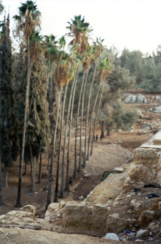 A few palms survive on seepage water. Perhaps they were introduced by the British, who came to palm-poor Palestine from palm-rich Egypt.