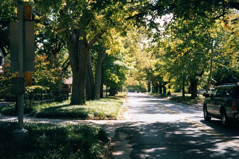 Street trees planted in the days before air conditioning made them a debatable amenity.