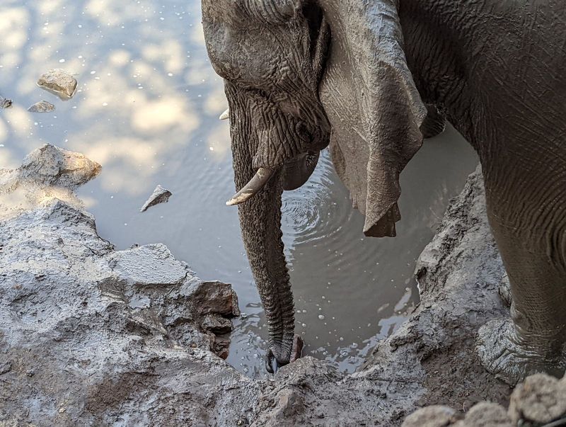 Purists will shake their heads in disgust to see this elephant's trunk curled around the pipe that keeps these pools wet in the dry season. 