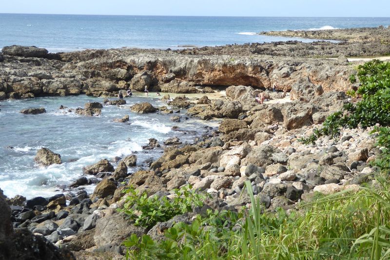 Forget the sharks at Shark's Cove; the coral is brutal enough.