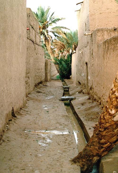 A village street in the oasis.
