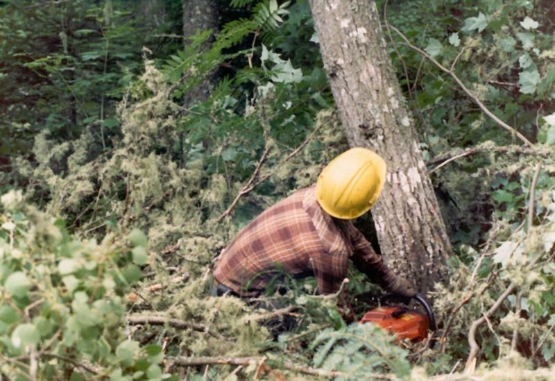 No need to yell "timber." There's nobody to hear.