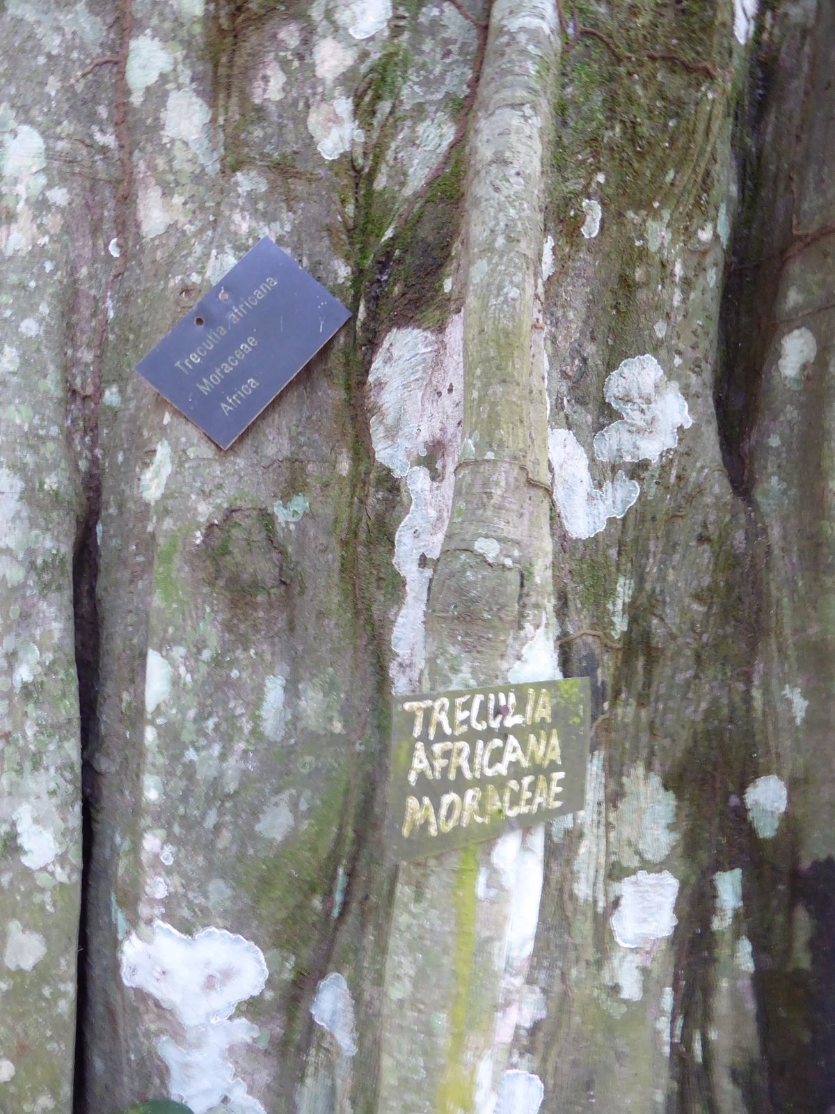 That would be African breadfruit.