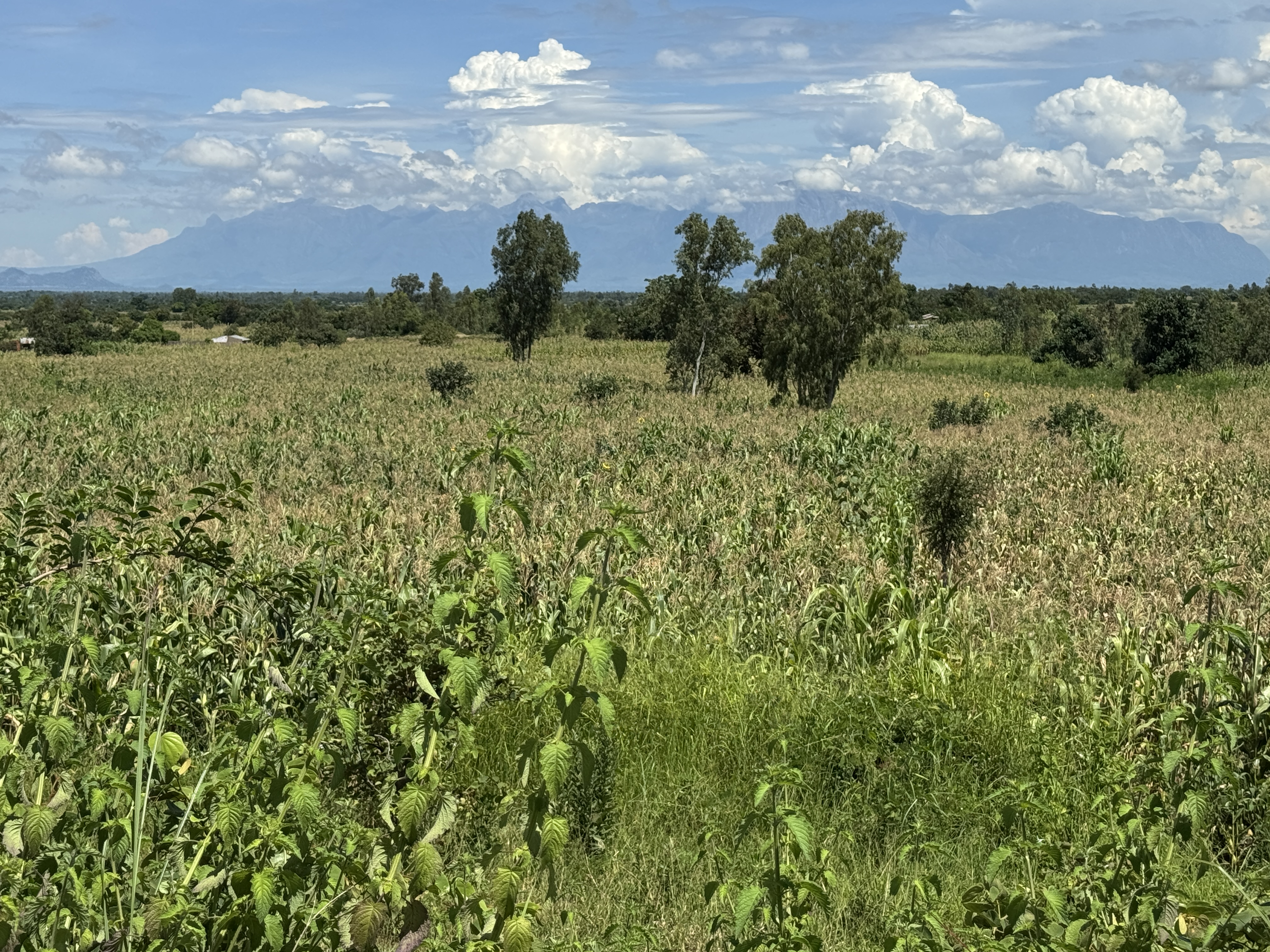 We're gone east a few miles.  That's the Mulanje Massif.