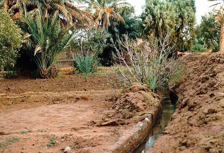 Date palms are the staple, but there's room for field crops.
