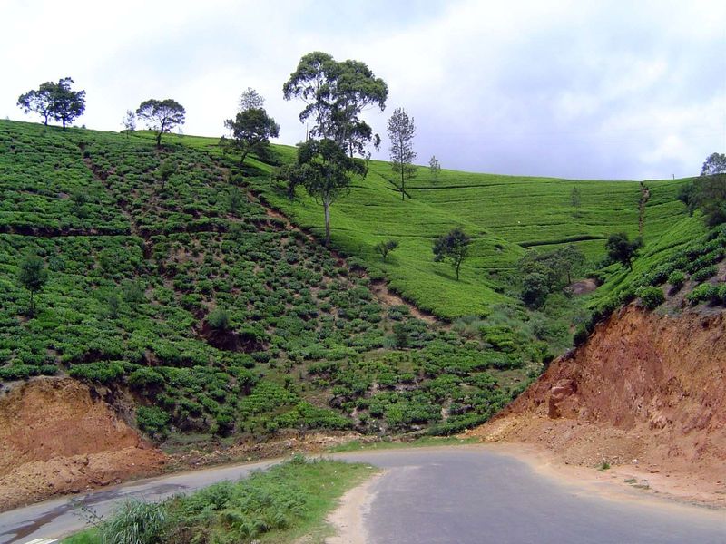 Still, there are plenty of plantations where erosion remains a problem. Here, behind a hairpin on an older stretch of road, a poorly managed