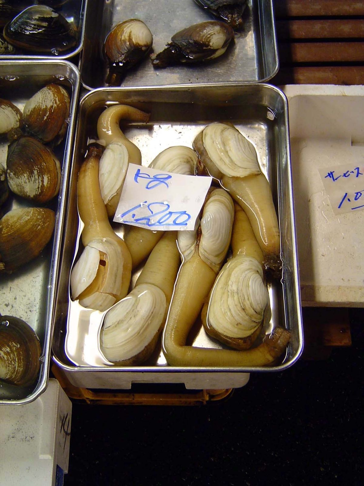 Geoducks or, more phonetically, gooeyducks.