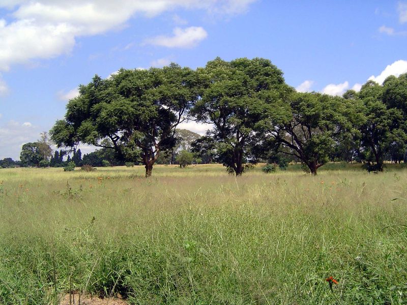 The country was as beautiful as ever, "the Jewel of Africa", as it had been called on the eve of independence.