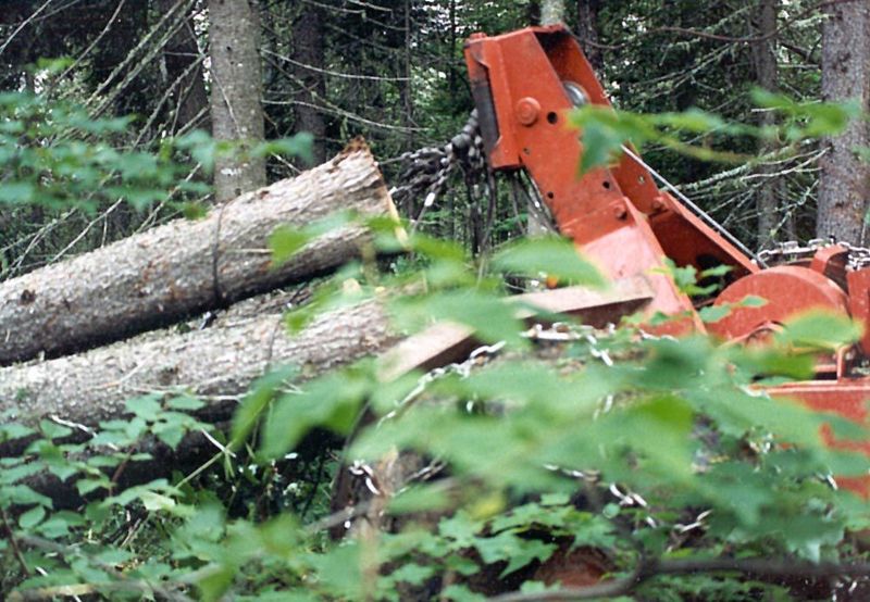 A decent load of almost respectable logs.