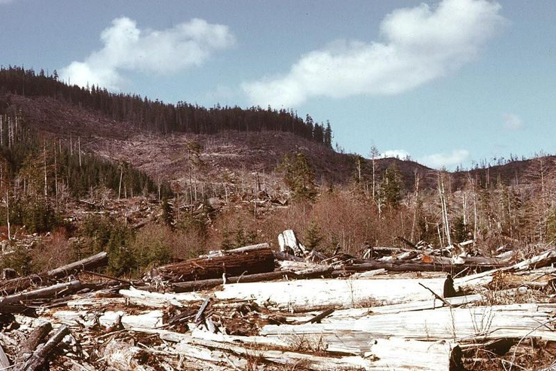 A lot of wood gets left behind.