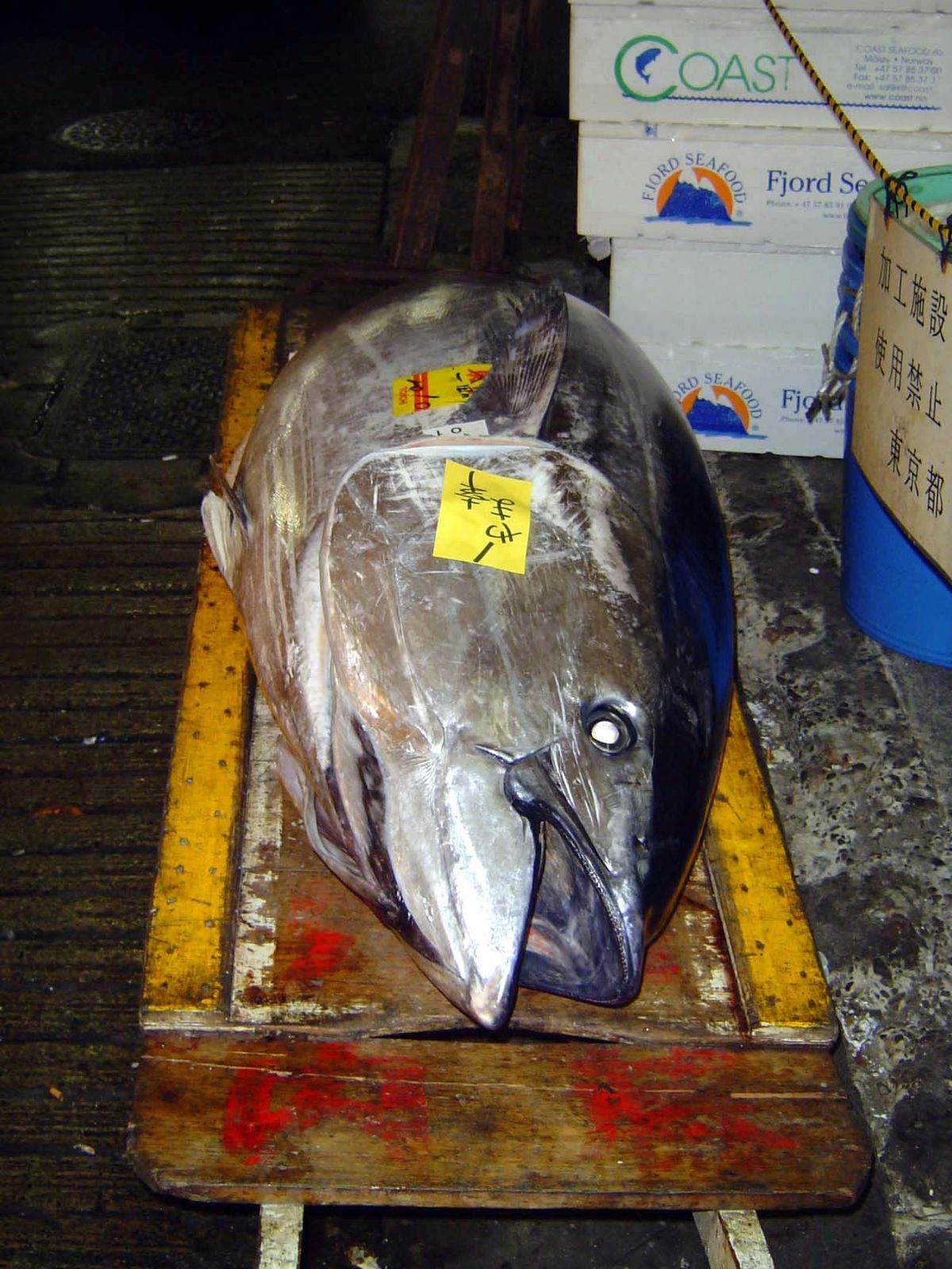Whole tuna, freshly auctioned.
