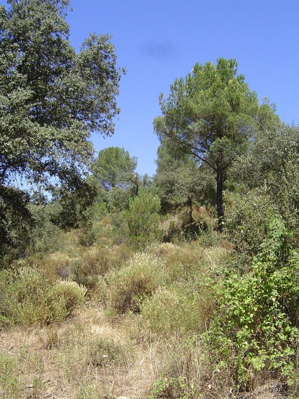 Al-Makkari, who shortly after 1600 compiled a history of Andalucia, set out to describe "Cordova,—the seat of a mighty empire which subdued 