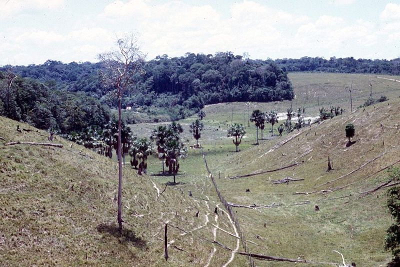 Farther outside town, the equatorial rainforest has been cleared for pastures that have become little short of internationally notorious ami