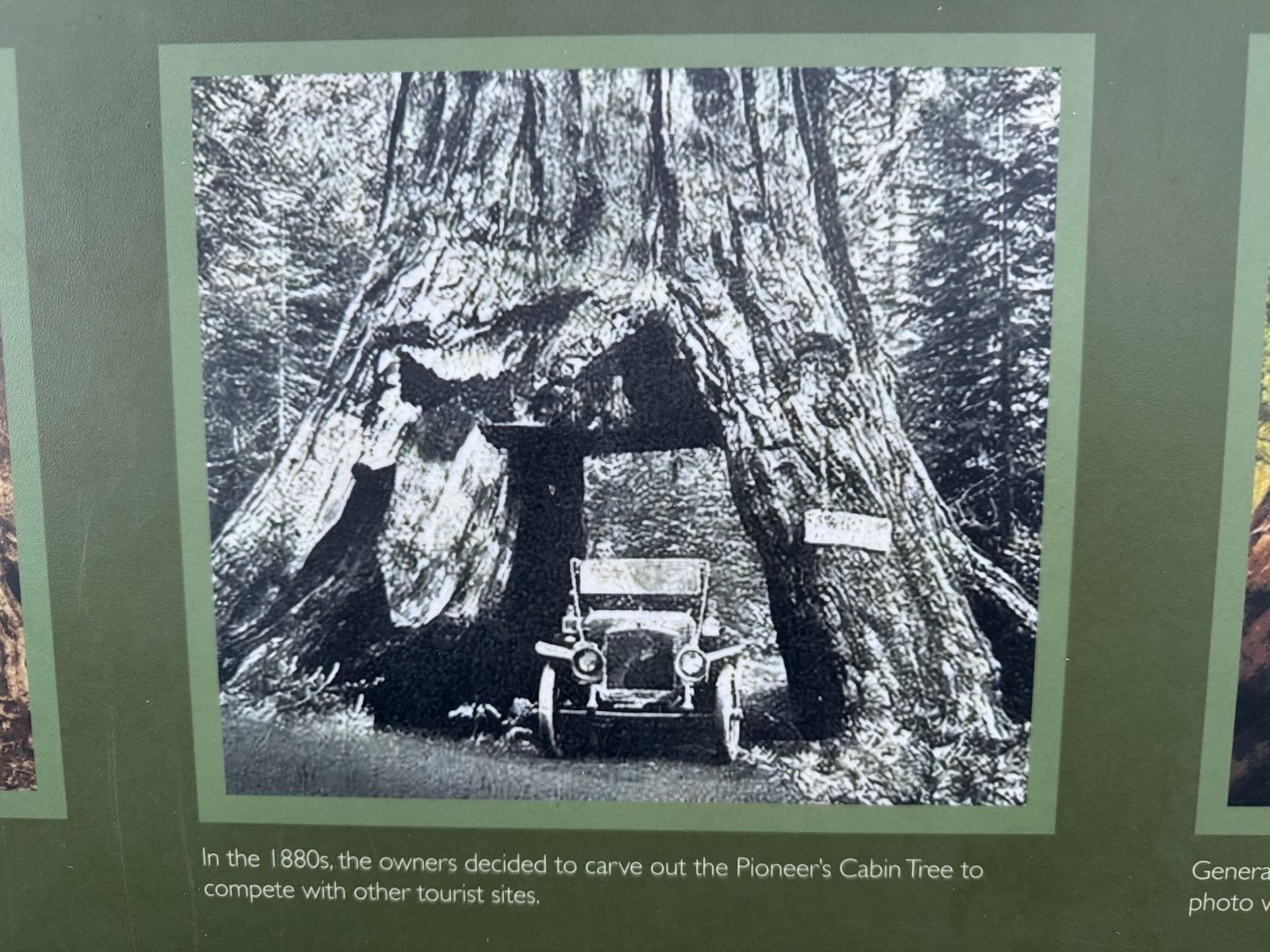 The grove's owners had other creative ideas, too, including making their own copy of the tunnel tree at Wawona.  You understand, they couldn