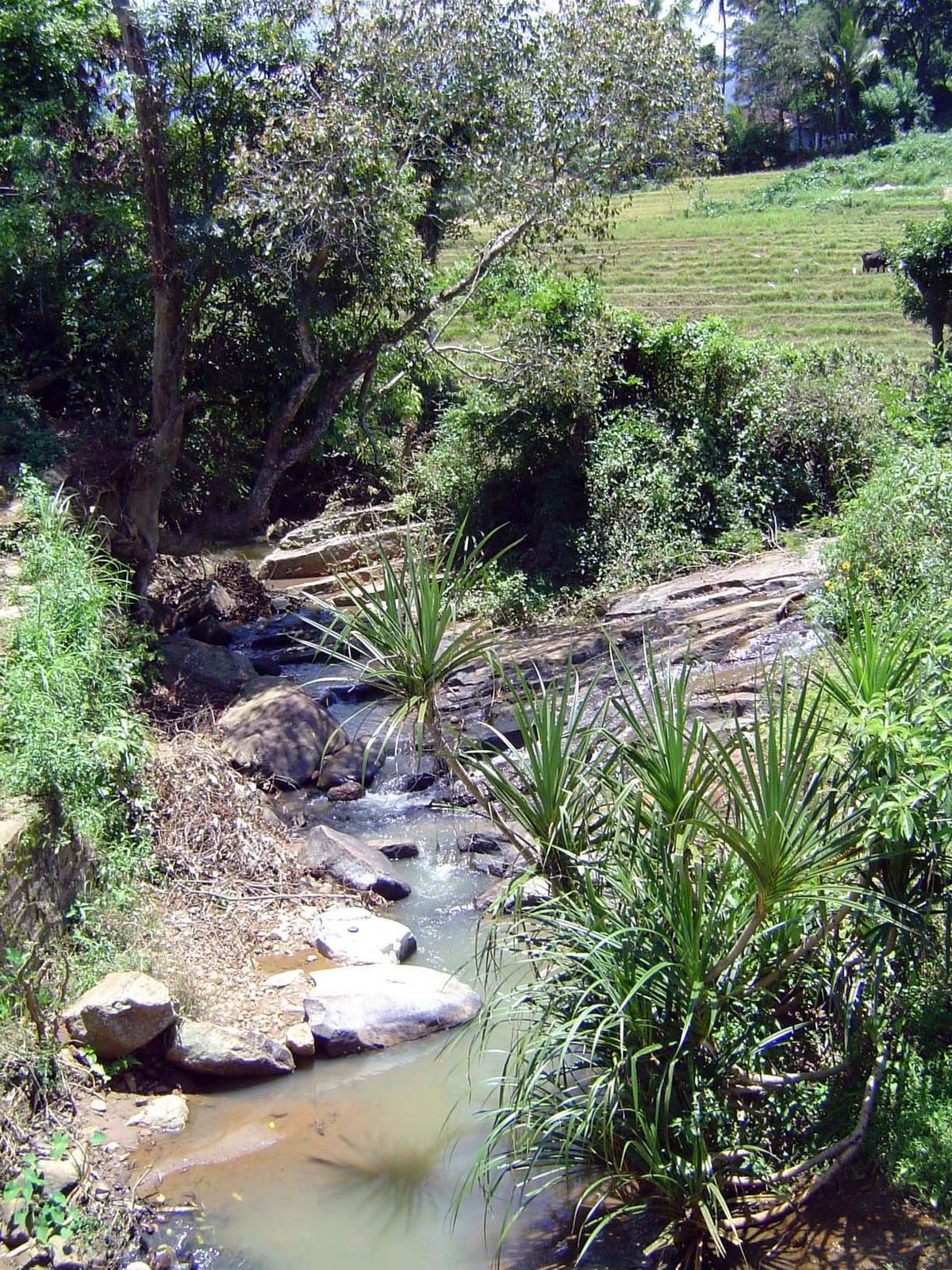 Along the axis of the valley, the tiny Gurugal Oya itself.