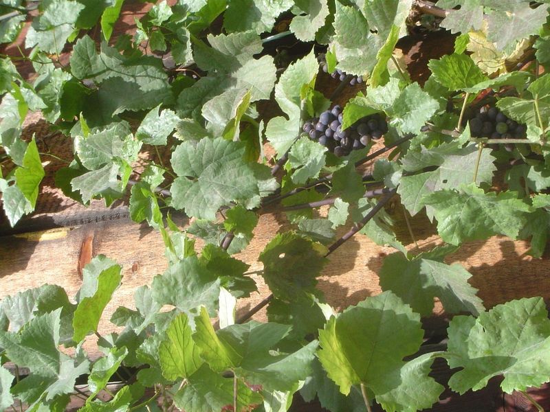 Grapes.