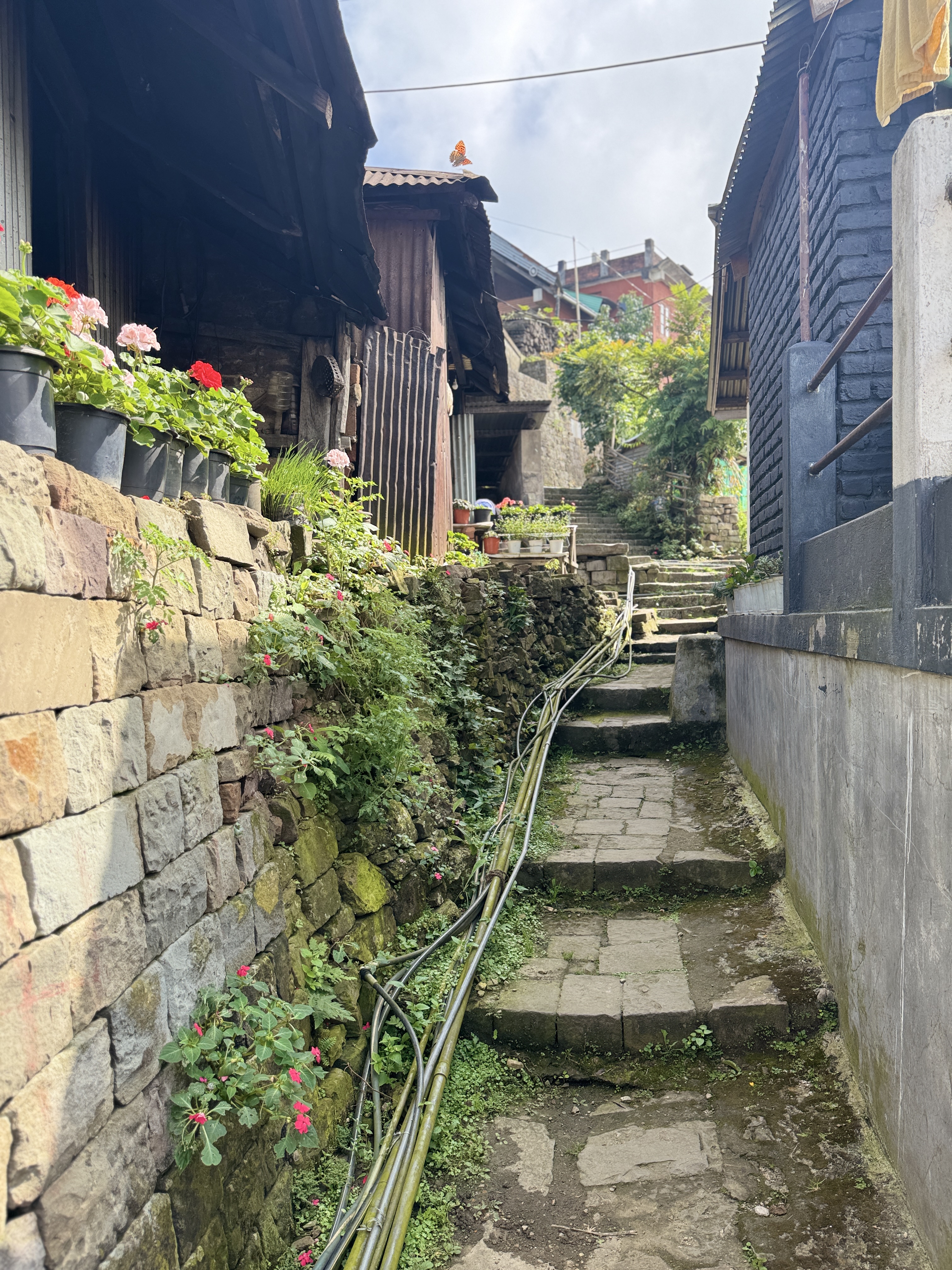Many houses are empty, with their owners in Kohima or elsewhere and returning to Khonoma only on holidays.  Still, somebody is taking care o