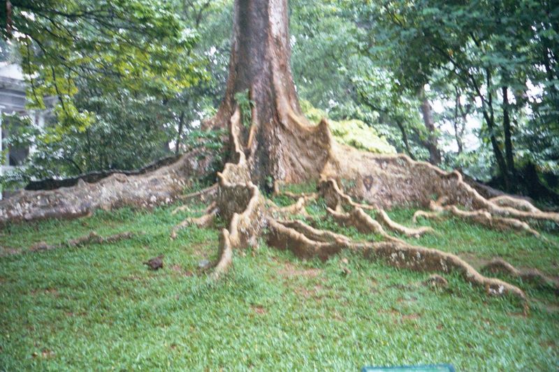 The kempas tree, Koompassia malaccensis; a valuable timber species.