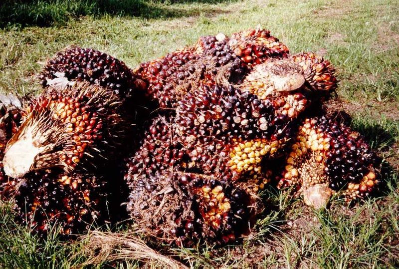 Harvested fruit along a plantation road.