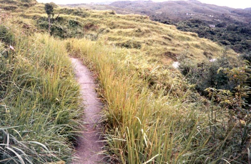 Up top, the forest opens to hills that used to be covered in paddy, which was irrigated by small ditches and carried by the headload down th