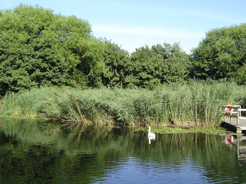 Would you believe we're less than four miles from the Houses of Parliament? We're in the middle of one of the meander lobes of the Thames. A