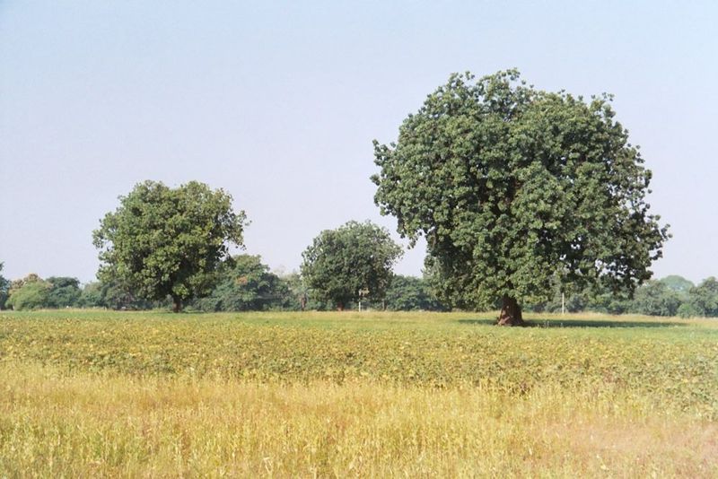 Fields are mostly unirrigated; gram the chickpea is especially important.