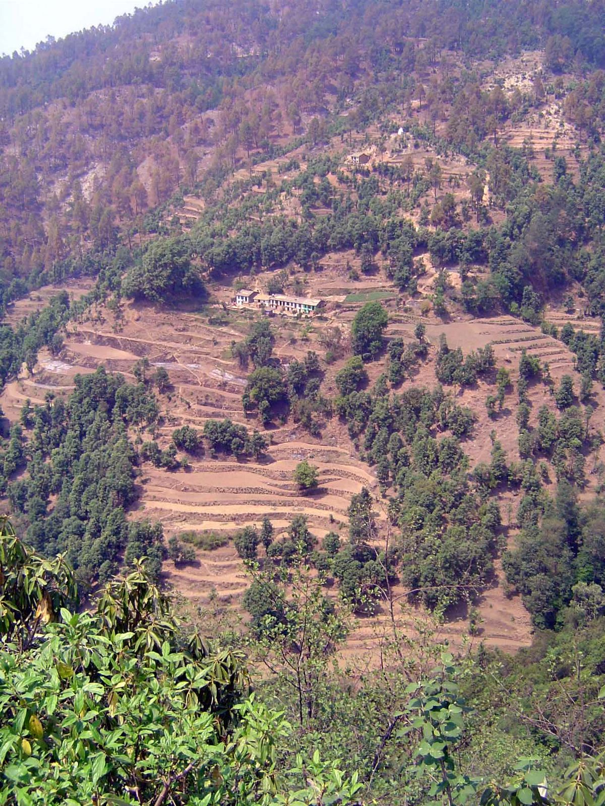 The fields are fertilized with ash and irrigated with spring water.