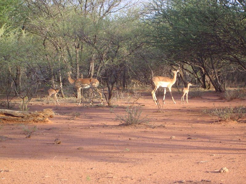 Can pictures mislead? Try this one, within the miniscule Gaborone Game Reserve.