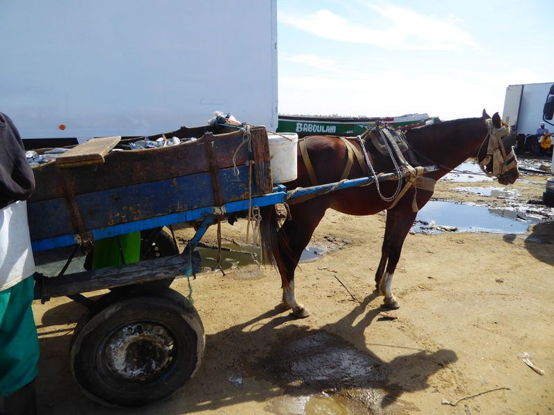 Some go off in horse carts.